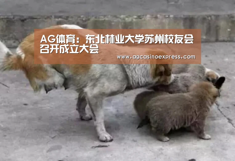 AG体育:东北林业大学苏州校友会召开成立大会(图1) AG一站